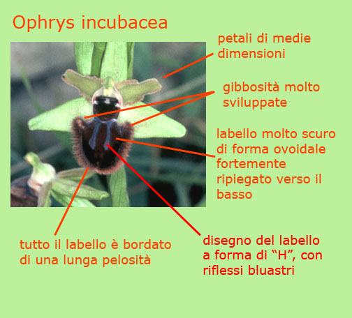Ophrys incubacea